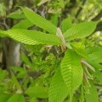 Acer carpinifolium Leaf