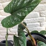 Philodendron mamei Rinde