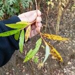 Salix × fragilis Blad