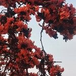 Butea monosperma Floare