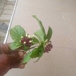 Clerodendrum capitatum Blatt