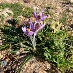 Crocus corsicus Other