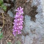 Francoa appendiculata Λουλούδι