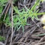 Galium lucidum Leaf