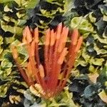 Tristerix corymbosus Blomst
