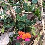 Kennedia coccinea Flor