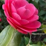 Camellia sasanqua Кветка