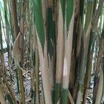 Phyllostachys bambusoides Bark