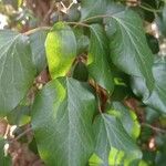 Hedera colchicaList