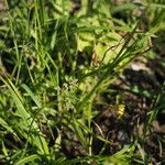 Polygonum plebeium Plante entière