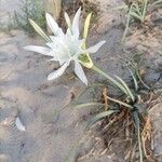 Pancratium illyricum 花