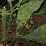 Craterispermum aristatum Flower