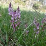 Polygala comosa Habitatea