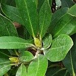 Rhododendron maximum Leaf