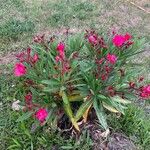 Nerium oleander Floro