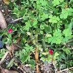 Mesembryanthemum cordifolium Folha