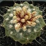 Strombocactus disciformis Cvet