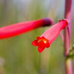 Penstemon centranthifolius Flower