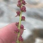 Rumex acetosella Květ