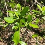 Cyrilla racemiflora Leaf