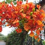 FlamboyanFlor