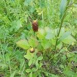 Trifolium spadiceum ফুল