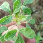 Cleome dodecandra Leaf