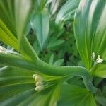 Polygonatum latifolium 樹皮