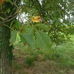 Juglans regia Leaf