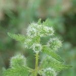 Urtica pilulifera Frucht