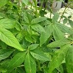 Cleome houtteana Leaf