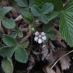 Potentilla micrantha Кветка