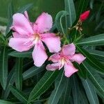 Nerium oleander Kukka