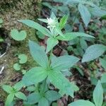 Asperula taurina Flower