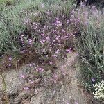 Calochortus splendens പുഷ്പം