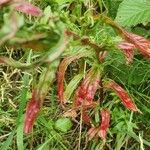 Epilobium stereophyllum Flower