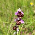 Ophrys holosericeaÕis