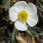 Ranunculus seguieri Flower