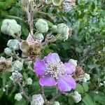 Rubus ulmifolius Çiçek