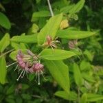 Lonicera tataricaফুল