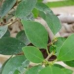 Ficus retusa Leaf