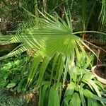 Livistona chinensis Folha