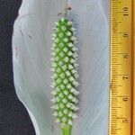 Spathiphyllum montanum Çiçek