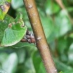 Cotoneaster acutifolius Bark