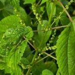 Boehmeria cylindrica Плід