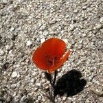 Calochortus kennedyi Flor