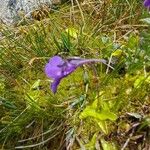 Pinguicula grandiflora Агульны выгляд