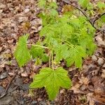 Ribes americanum List