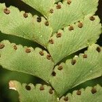 Adiantum diaphanum Fruit