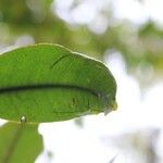 Erythroxylum laurifolium Leaf